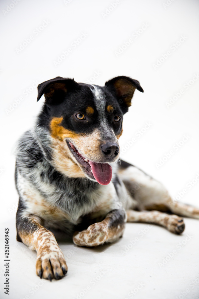 Australian Shepherd Mix on White Background Australian Shepherd Mix on White Background