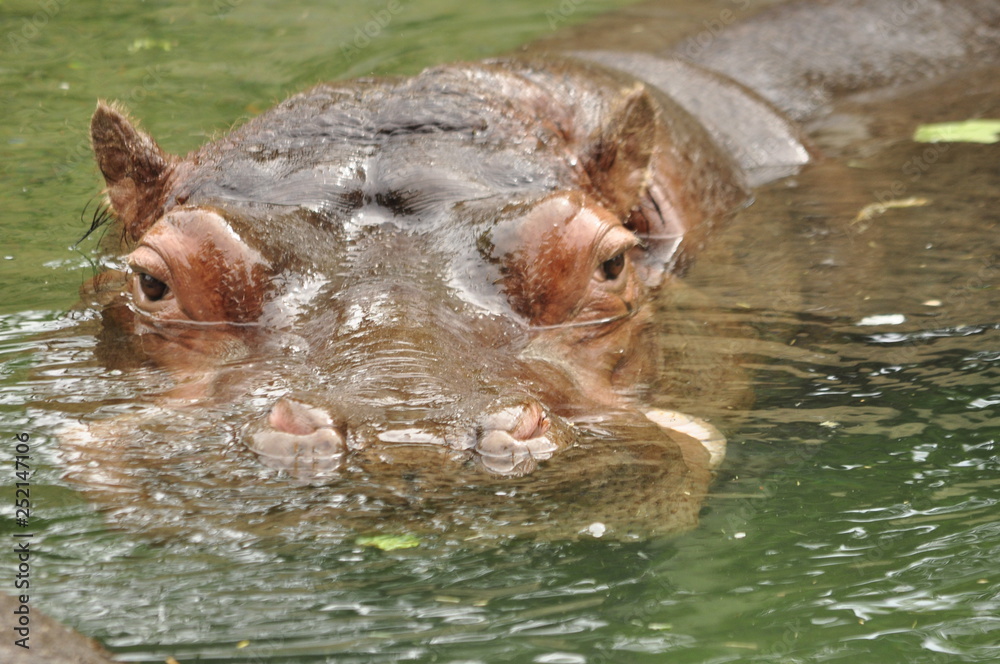 Fototapeta premium Hippo