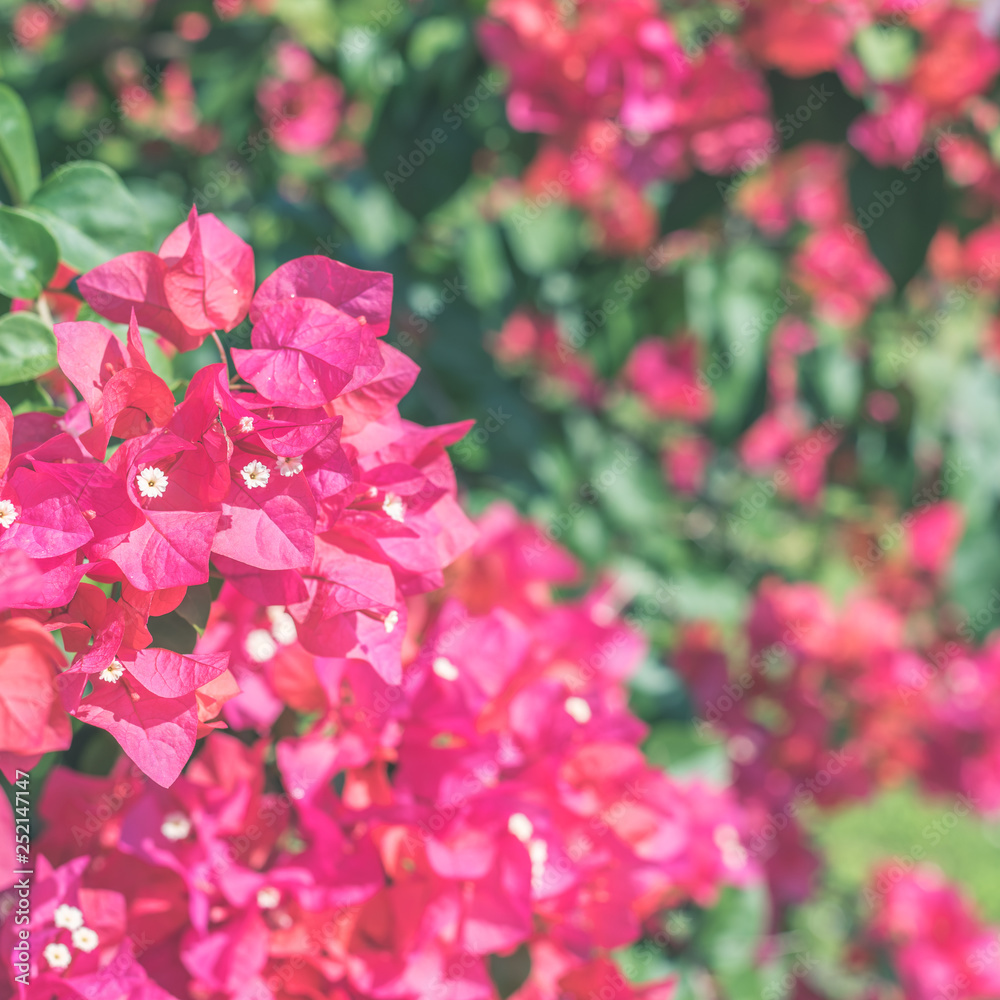 red bougainvillea flowers
