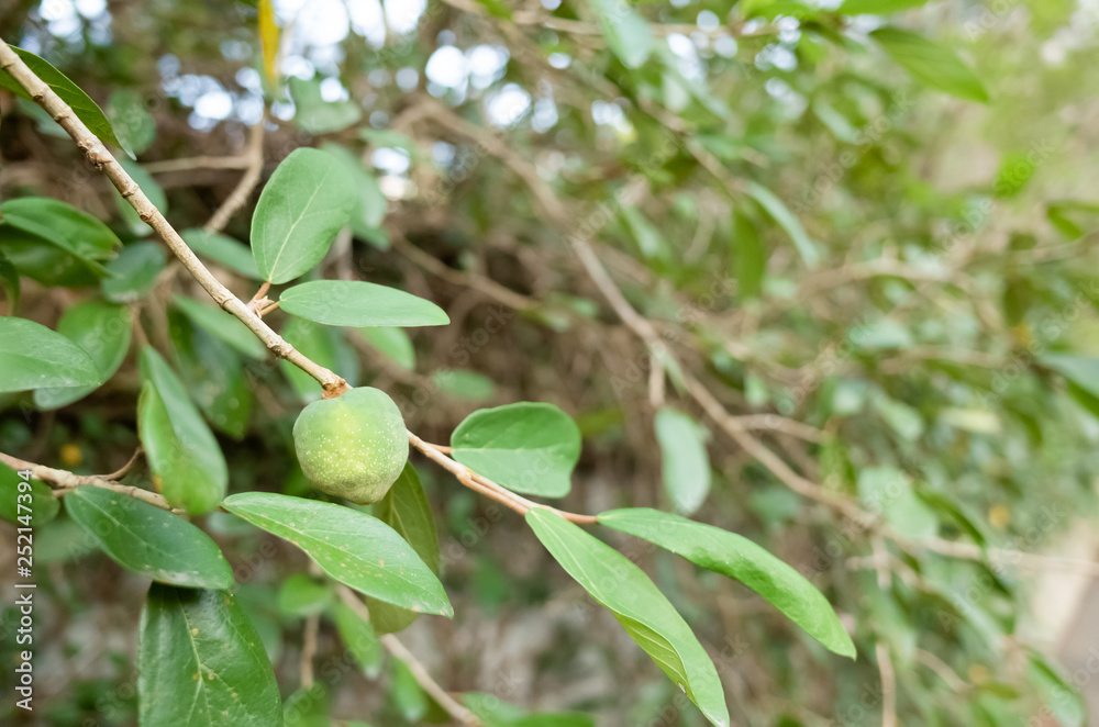 fruit of aiyu jelly tree fruit of aiyu jelly tree