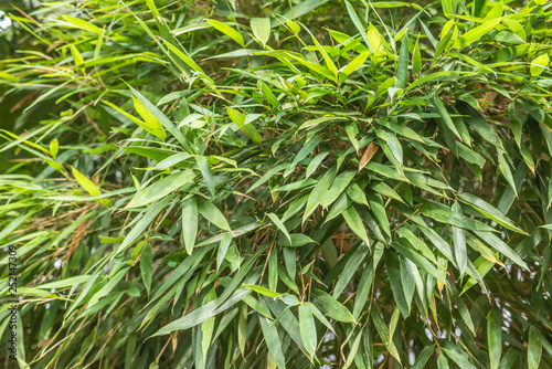 green bamboo in the outdoor