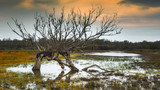 Swamp and dead tree. After big rain season in California