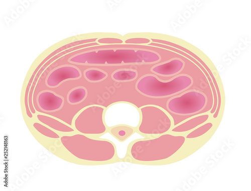 Type of obesity illustration . Abdominal sectional View . Healthy body/ Standard type. 