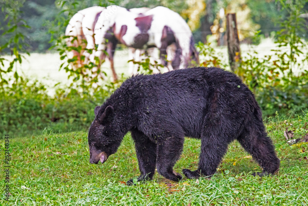 Riding horses and Black Bears co-exist in Cades Cove. Riding horses and Black Bears co-exist in Cades Cove.