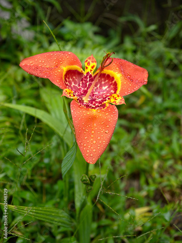 Pahuma orchid reserve  located about an hour northwest of Quito  Ecuador.