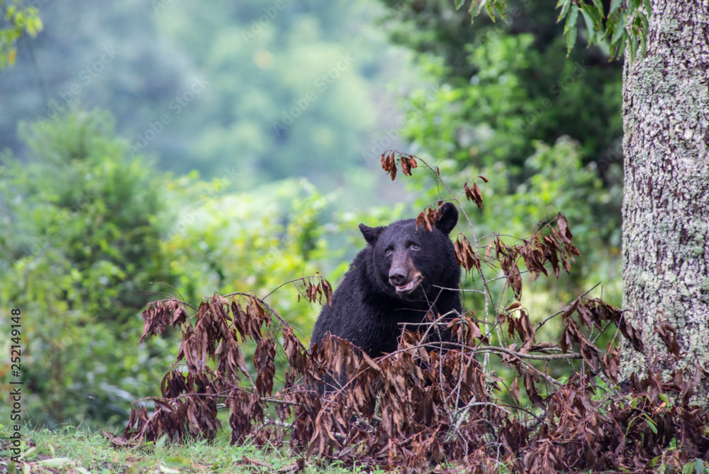 Black Bears hunt for ripe berries in Cades Cove. Black Bears hunt for ripe berries in Cades Cove.