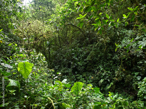 Pahuma orchid reserve, located about an hour northwest of Quito, Ecuador.