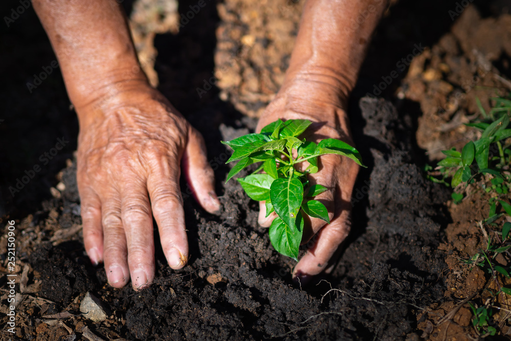 Close-up of hands senior man planting sprout in soil. Close-up of hands senior man planting sprout in soil.