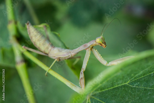 Mantis close up image © Rassul