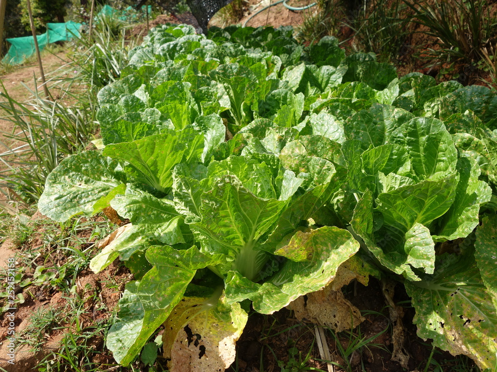 Naklejka premium lettuce growing in vegetable garden