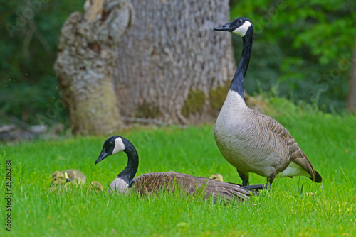 Canada Goose pair watch over their goslings.