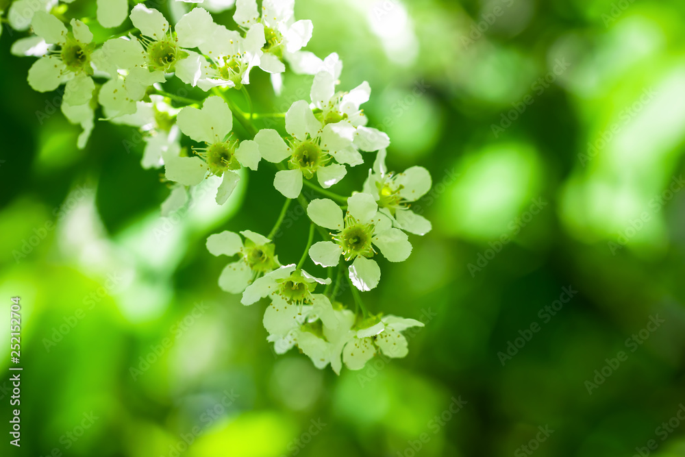 Branch of flowering bird cherry in white flowers Branch of flowering bird cherry in white flowers