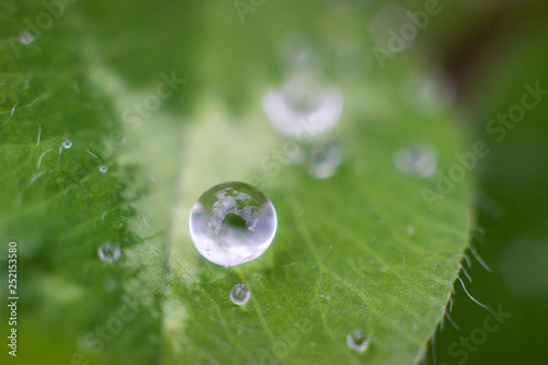 Water drops on the green grass after the rain, macro image