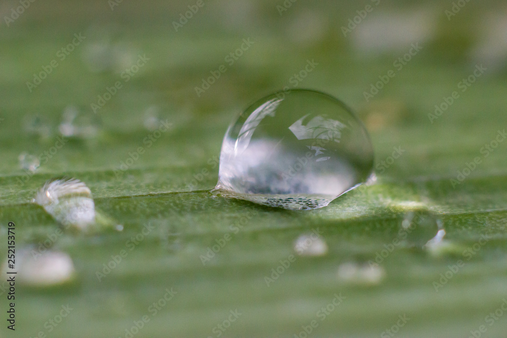 Water drops on the green grass after the rain, macro image Water drops on the green grass after the rain, macro image