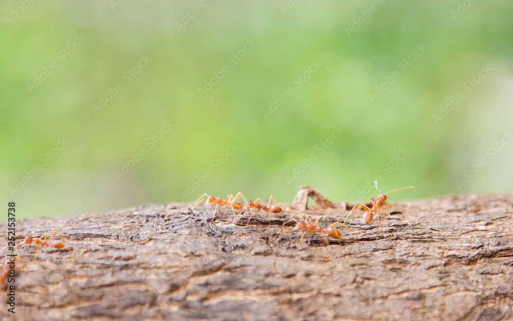 Small ant on wooden tree walking to nest Small ant on wooden tree walking to nest