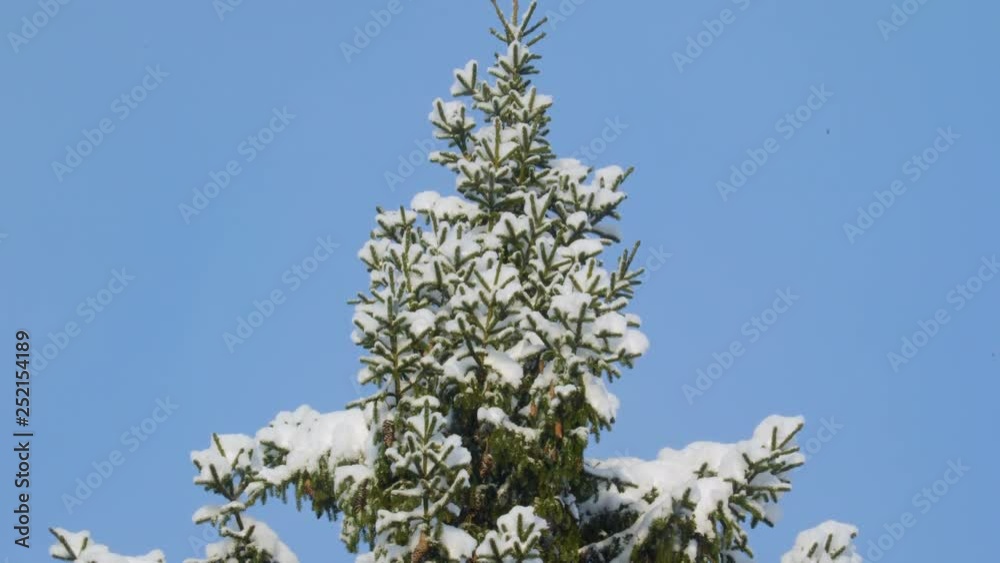 22993_The_tip_of_the_pine_tree_filled_with_snow.mov 22993_The_tip_of_the_pine_tree_filled_with_snow.mov