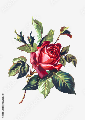 Beautiful rose flower