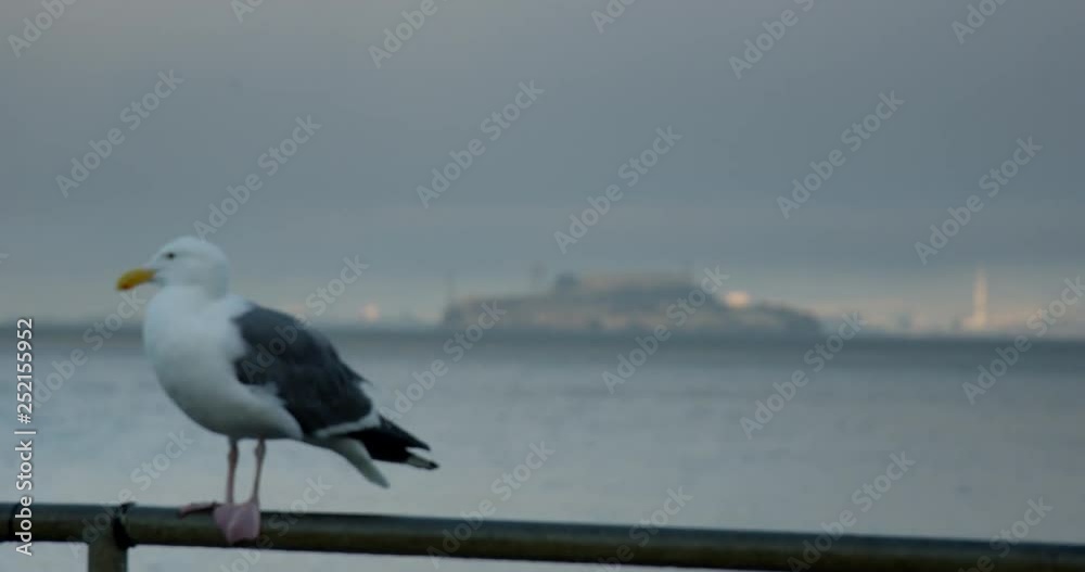 Rack focus between Alcatraz prision and a seagull perched on railing Rack focus between Alcatraz prision and a seagull perched on railing