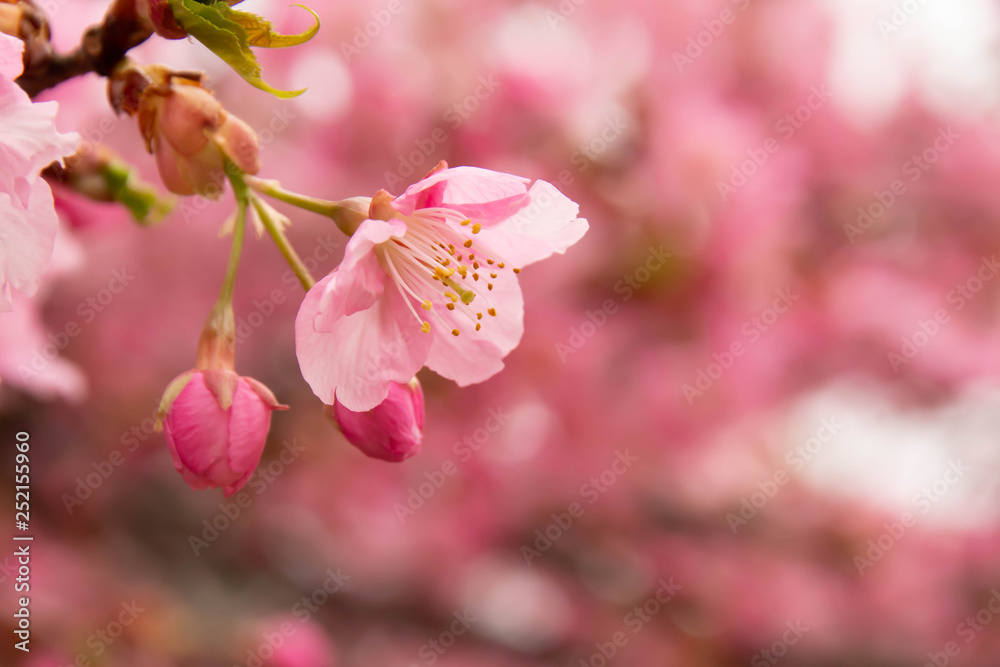 Fototapeta premium 早咲きの河津桜のクローズアップ