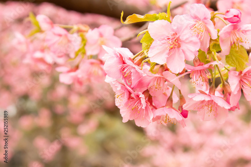 早咲きの河津桜のクローズアップ © c11yg