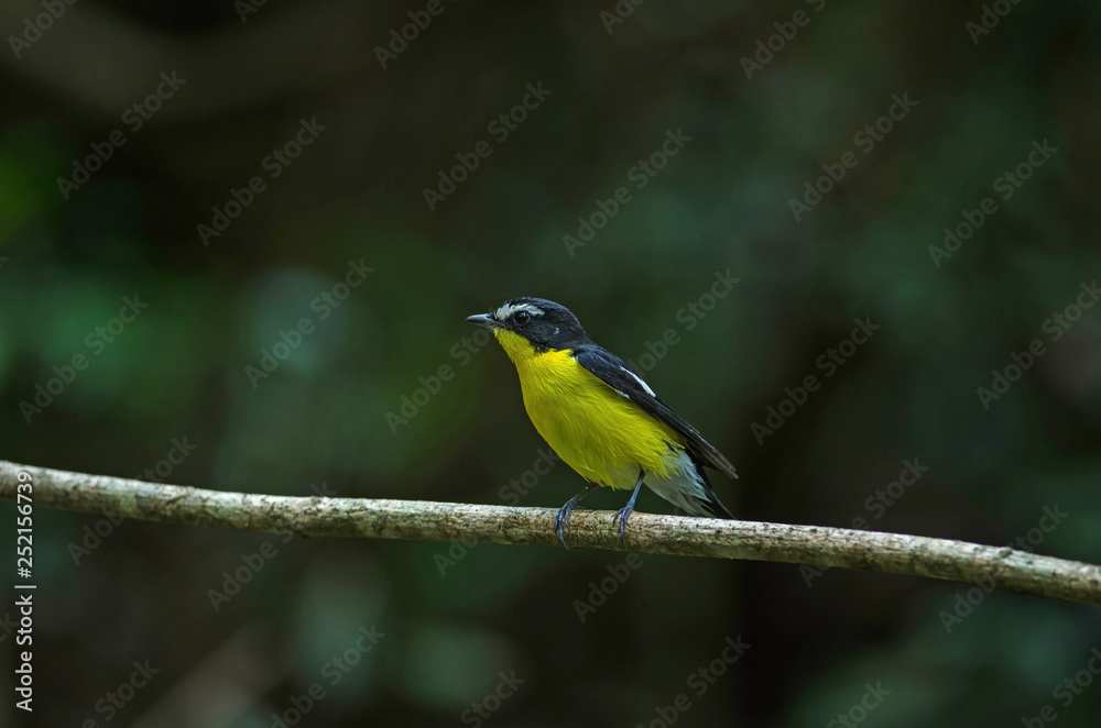 Yellow-rumped flycatcher (Ficedula zanthopygia) in nature Yellow-rumped flycatcher (Ficedula zanthopygia) in nature