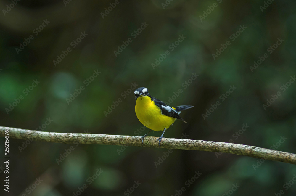 Yellow-rumped flycatcher (Ficedula zanthopygia) in nature Yellow-rumped flycatcher (Ficedula zanthopygia) in nature