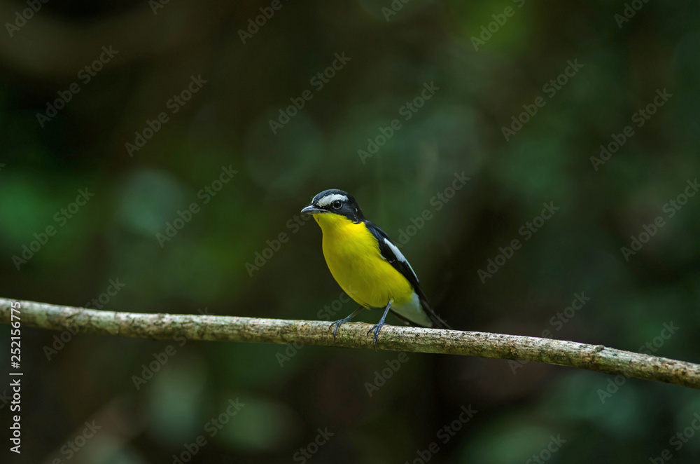 Yellow-rumped flycatcher (Ficedula zanthopygia) in nature Yellow-rumped flycatcher (Ficedula zanthopygia) in nature