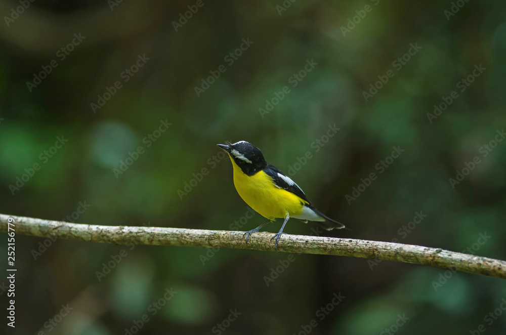 Yellow-rumped flycatcher (Ficedula zanthopygia) in nature Yellow-rumped flycatcher (Ficedula zanthopygia) in nature