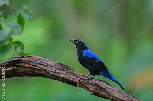 Asian fairy-bluebird (Irena puella) resting on a branch © forest71