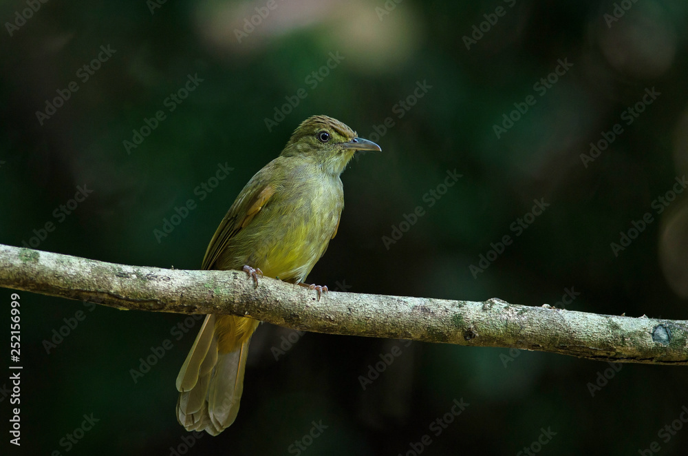 Fototapeta premium Grey-eyed Bulbul (Iole propinqua ) on tree