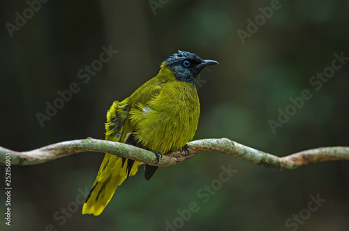 Black-headed Bulbul, Pycnonotus atriceps photo