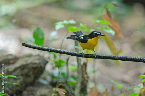 Yellow-rumped flycatcher (Ficedula zanthopygia) in nature photo