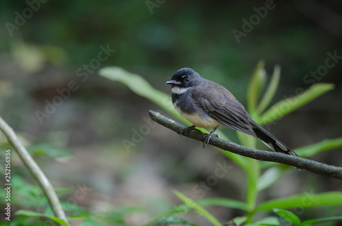 Malaysian Pied Fantail(Rhipidura javanica) in nature