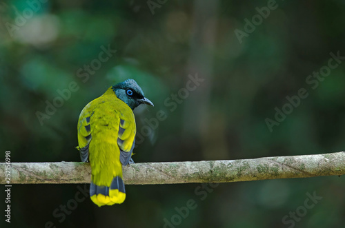 Black-headed Bulbul, Pycnonotus atriceps photo