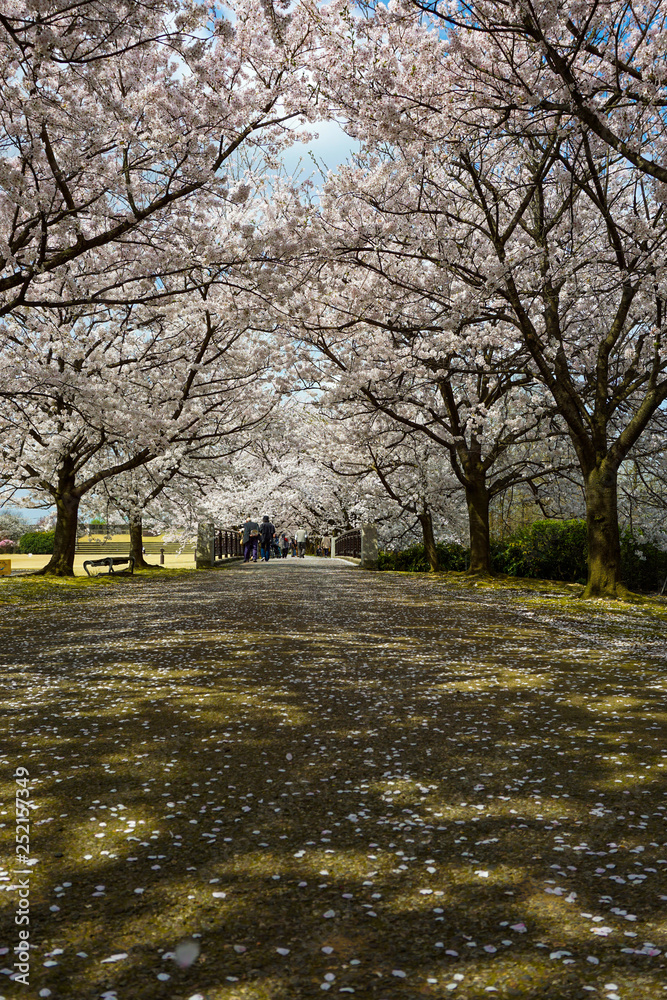 Beautiful cherry tree lined avenue. Photographed at Central Botanical Garden in Toyama Prefecture. 美しい桜の並木道 富山県中央植物園で撮影 Beautiful cherry tree lined avenue. Photographed at Central Botanical Garden in Toyama Prefecture. 美しい桜の並木道 富山県中央植物園で撮影