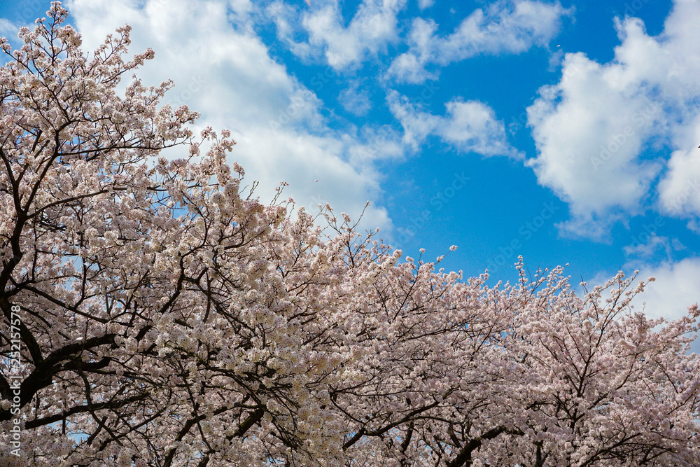 Image to look up cherry blossoms. 桜を見上げるイメージ Photographed at Central Botanical Garden in Toyama Prefecture. 富山県中央植物園で撮影 Image to look up cherry blossoms. 桜を見上げるイメージ Photographed at Central Botanical Garden in Toyama Prefecture. 富山県中央植物園で撮影
