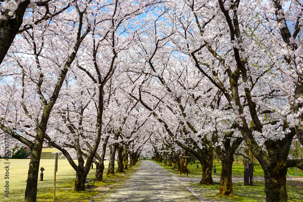 Beautiful cherry tree lined avenue. Photographed at Central Botanical Garden in Toyama Prefecture. 美しい桜の並木道　富山県中央植物園で撮影