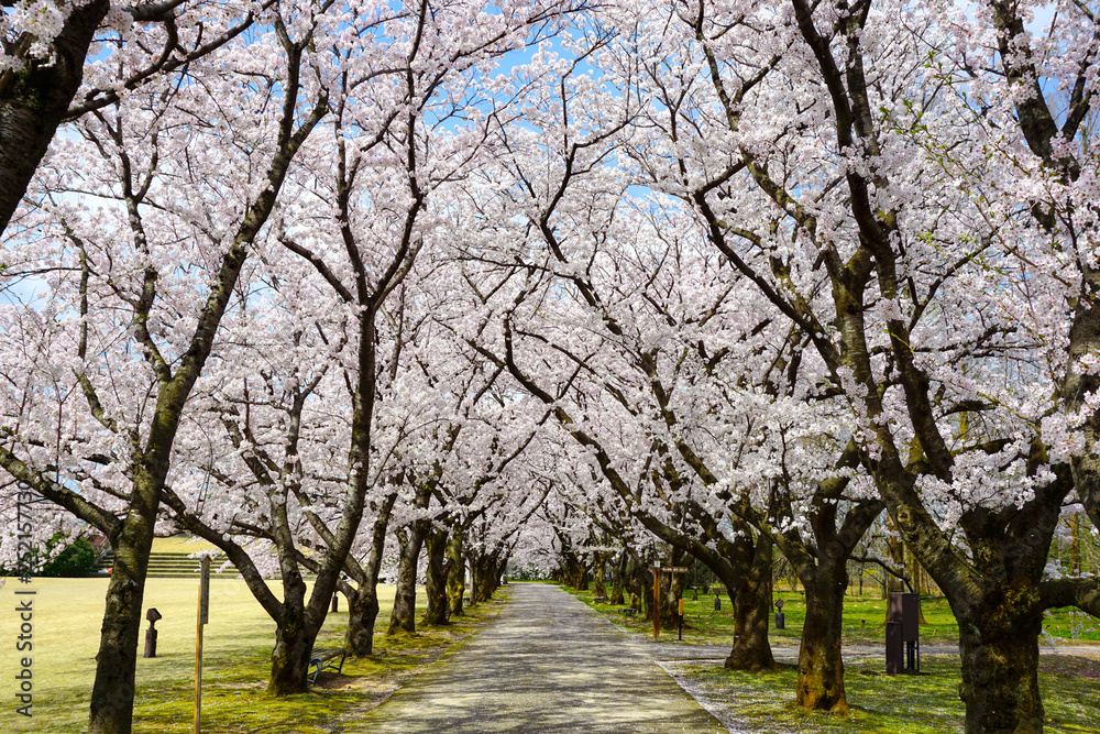 Beautiful cherry tree lined avenue. Photographed at Central Botanical Garden in Toyama Prefecture. 美しい桜の並木道 富山県中央植物園で撮影 Beautiful cherry tree lined avenue. Photographed at Central Botanical Garden in Toyama Prefecture. 美しい桜の並木道 富山県中央植物園で撮影