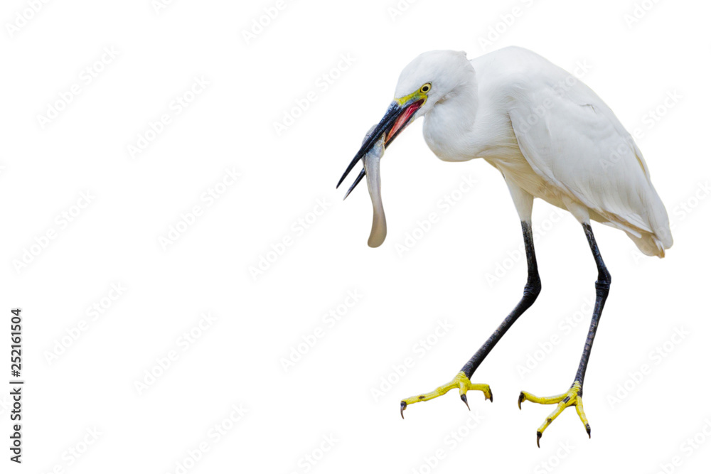 Eastern Great Egret Eating Fish In Mount - isolated copy space. Eastern Great Egret Eating Fish In Mount - isolated copy space.