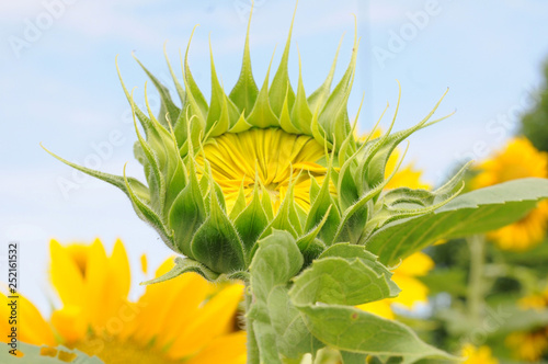 yellow sunflower on a background of blue sky