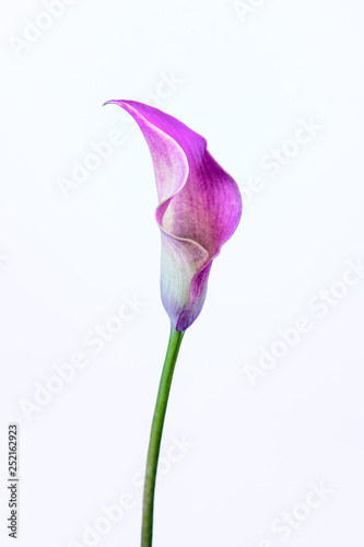 One pink Calla Lily on white background