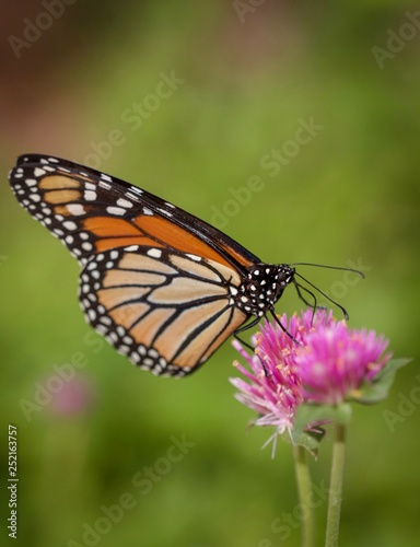 Butterfly on Flower © Brady
