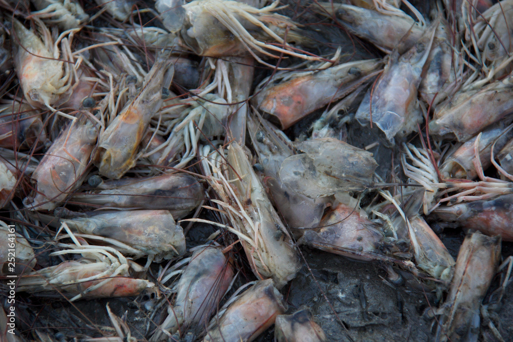 pile of prawns on beach 