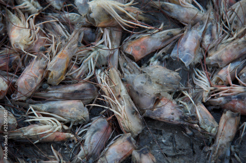 pile of prawns on beach 