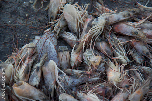 pile of prawns on beach 