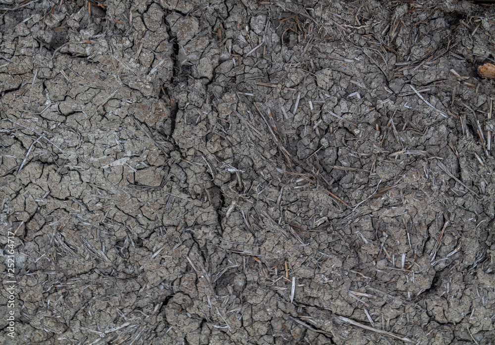 Fototapeta premium cracked clay texture with straw