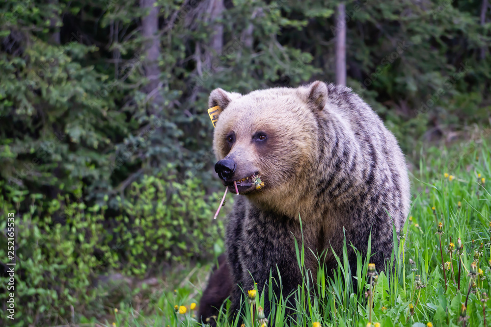 Obraz premium Mother Grizzly Bear is eating weeds and grass in the nature. Taken in Banff National Park, Alberta, Canada.