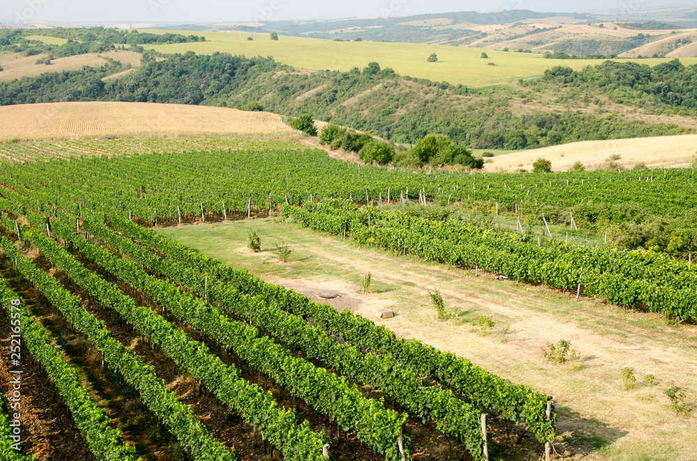 Vineyards along Danube river in North East Bulgaria