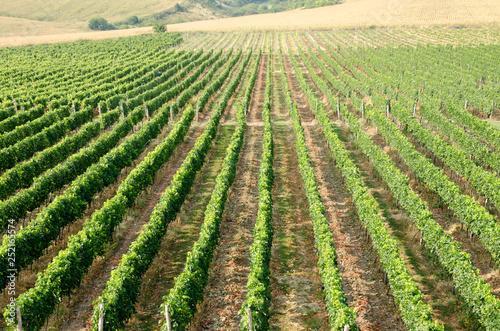 Vineyards along Danube river in North East Bulgaria