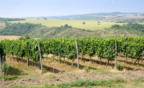 Vineyards along Danube river in North East Bulgaria
